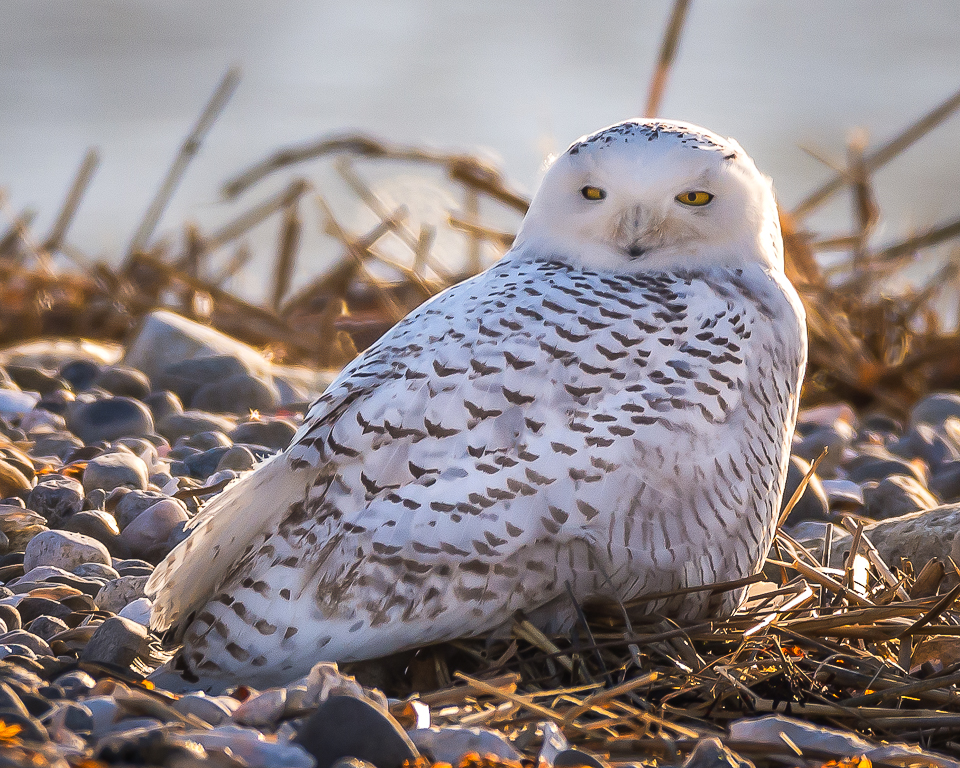 Nature In Class M By Darlene Whitmore For Juvenile Snowy Owl NOV-2018.jpg